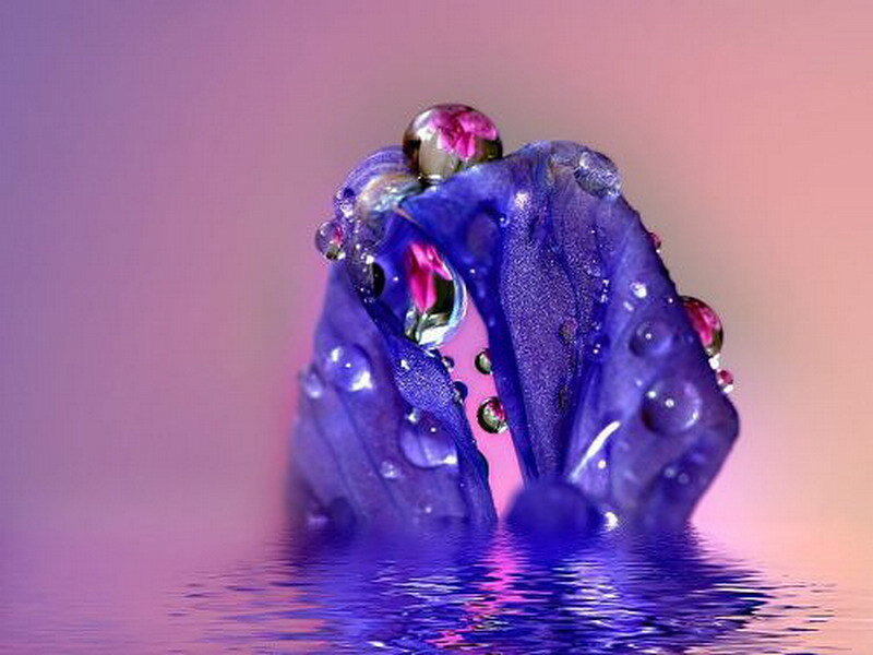 Purple flower with water droplets