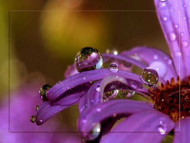 Purple flower with water droplets