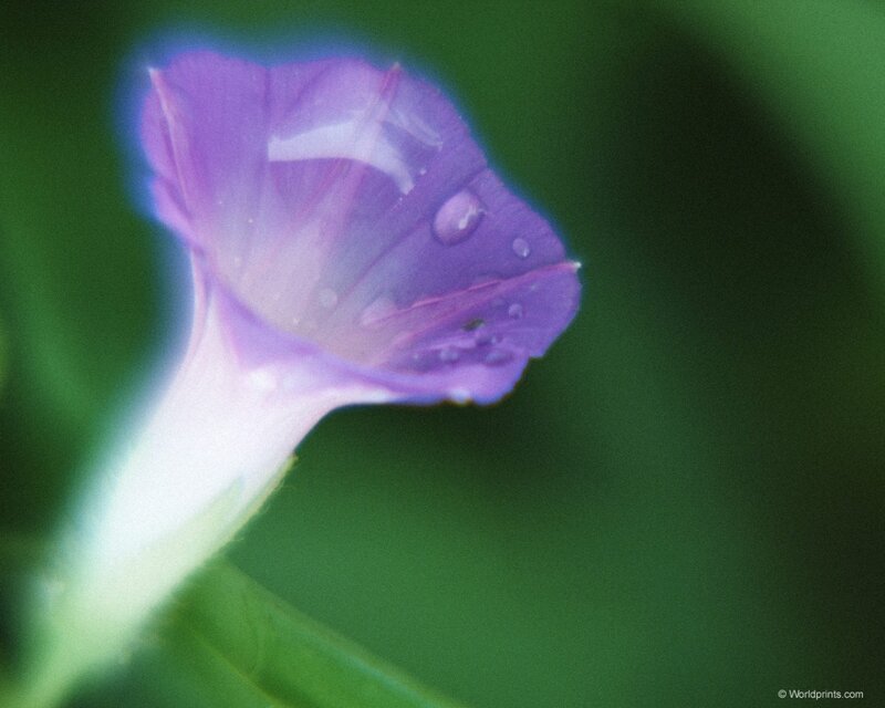 purple flower with water droplets