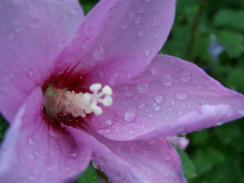 purple flower with water droplets