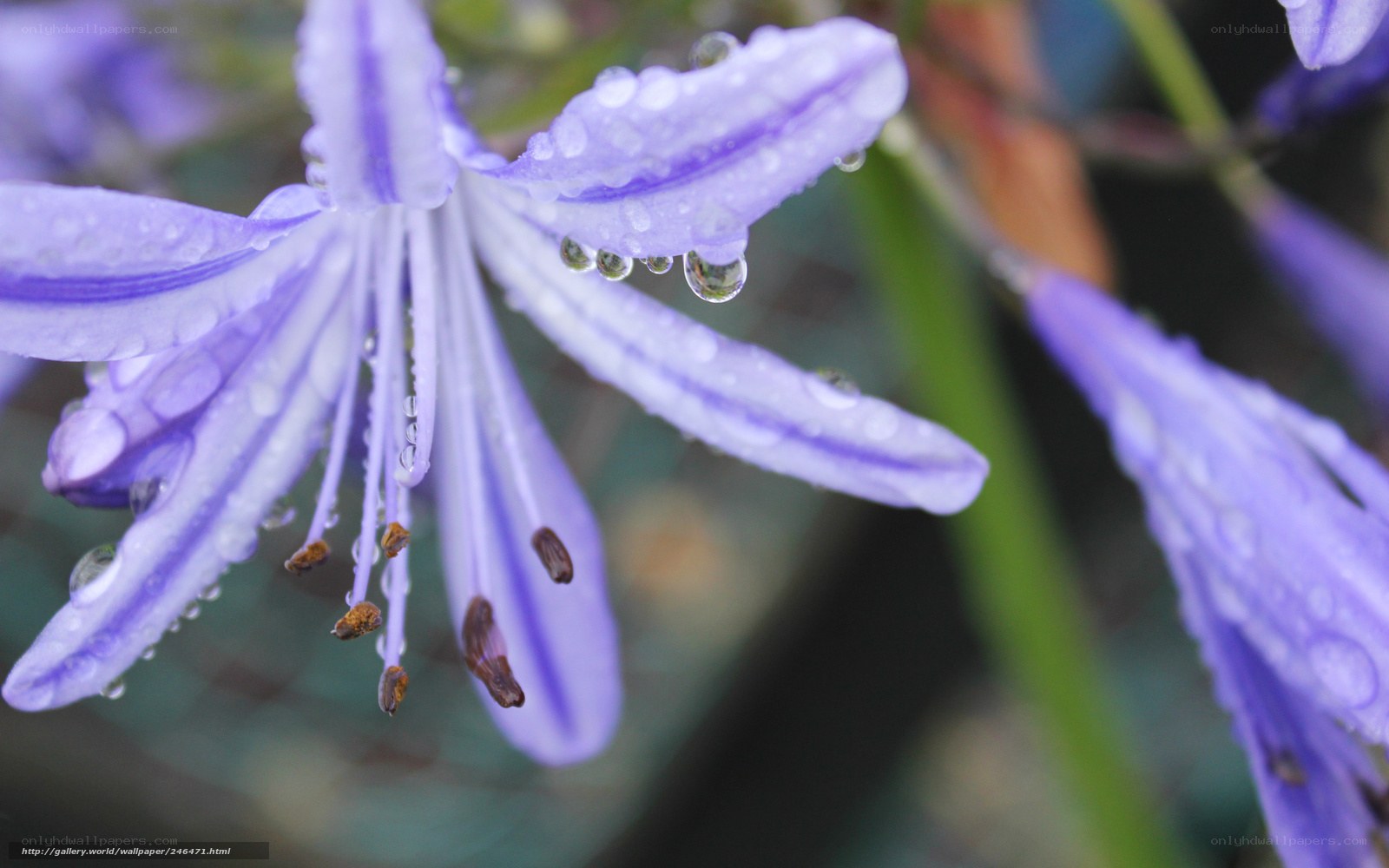 Purple flower with water droplets