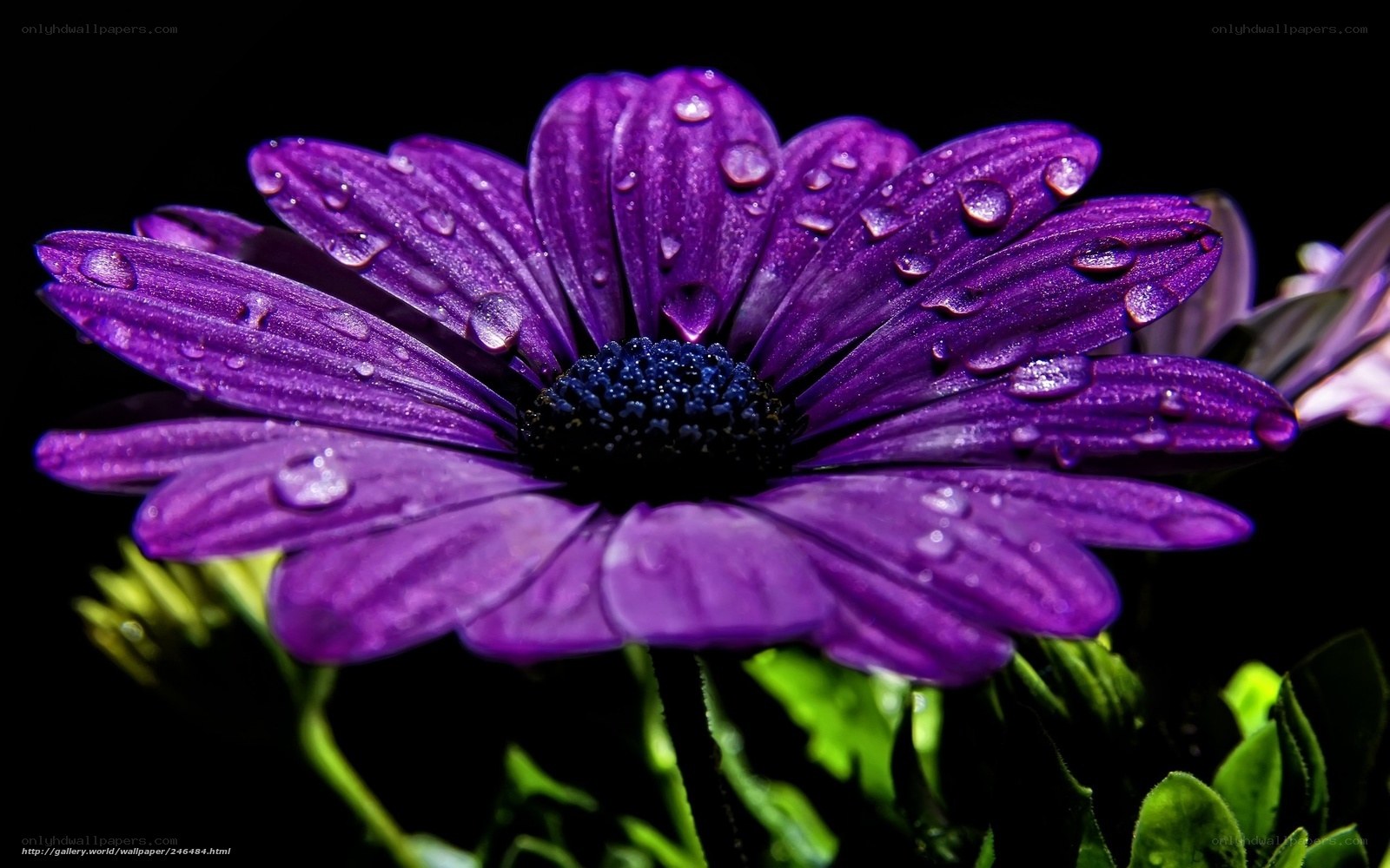 Purple flower with water droplets