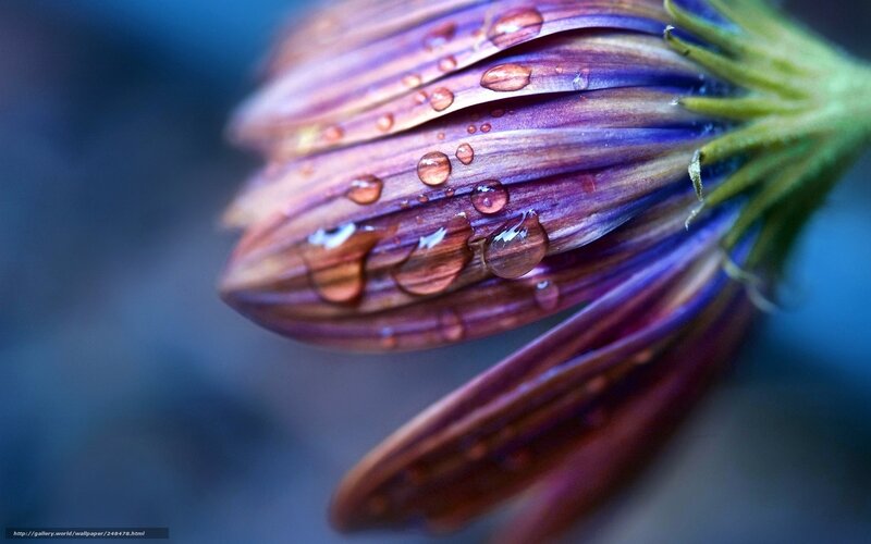 Purple flower with water droplets