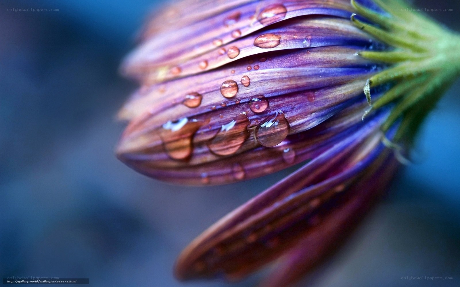 Purple flower with water droplets