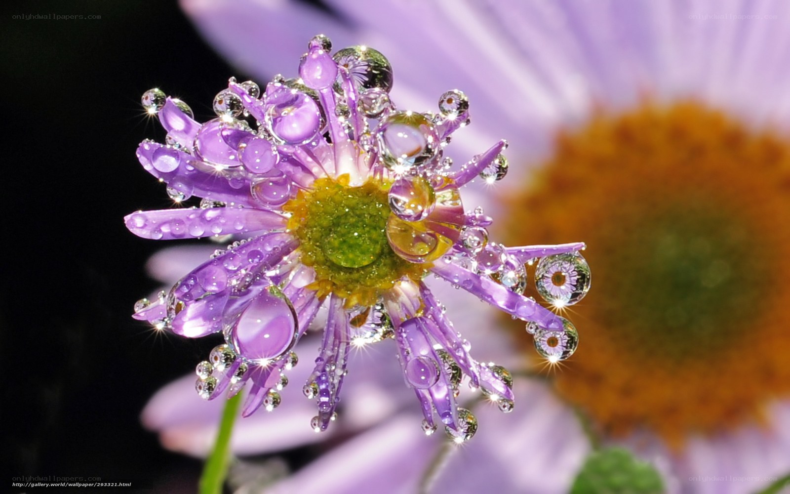 Purple flower with water droplets