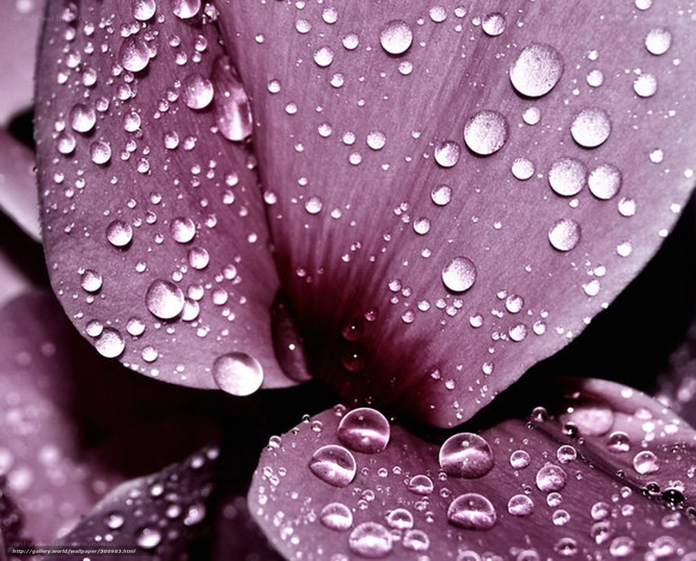 Purple flower with water droplets