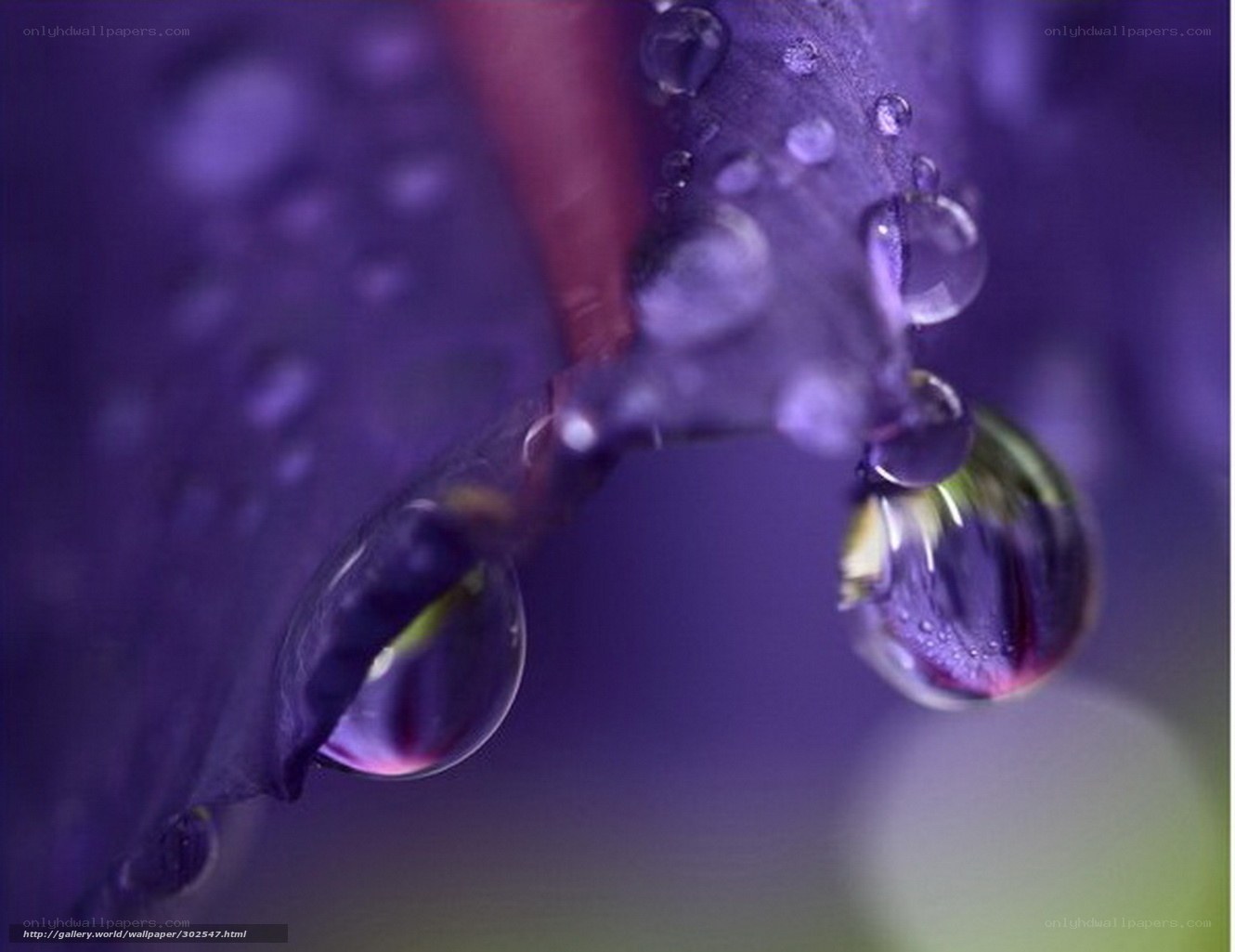 Purple flower with water droplets