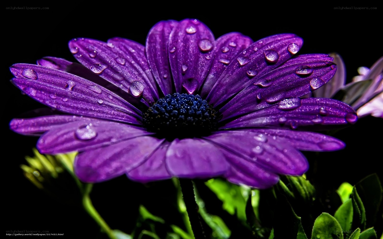 Purple flower with water droplets
