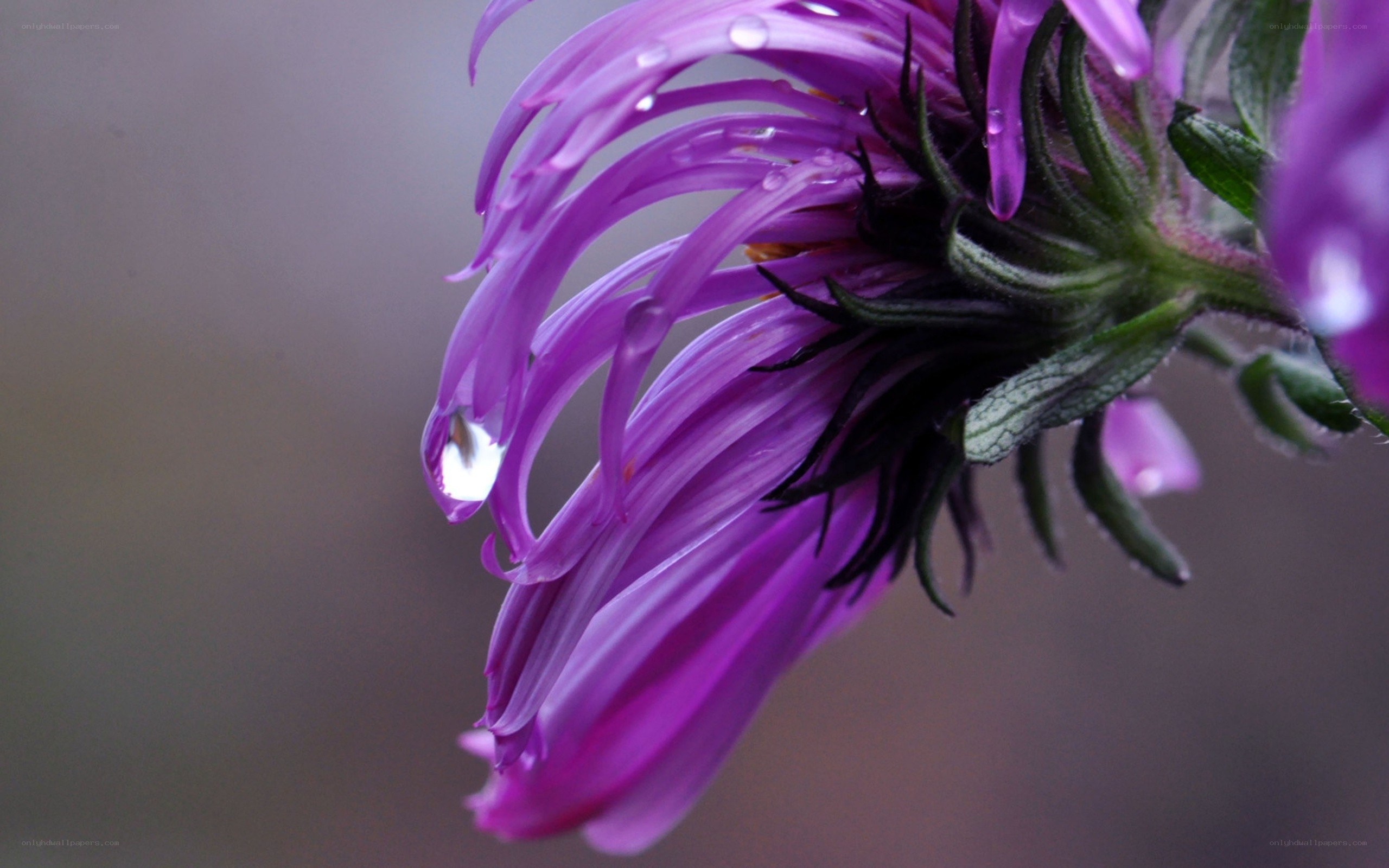 Purple flower with water droplets