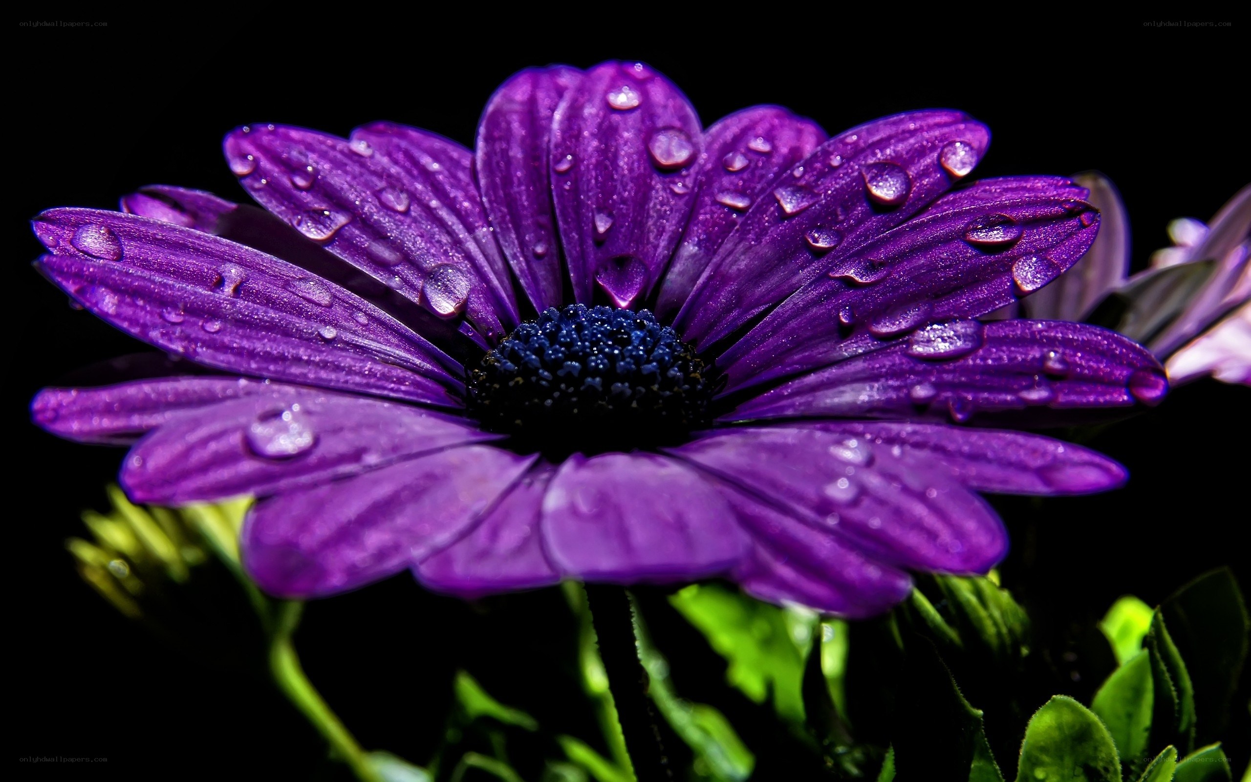 Purple flower with water droplets