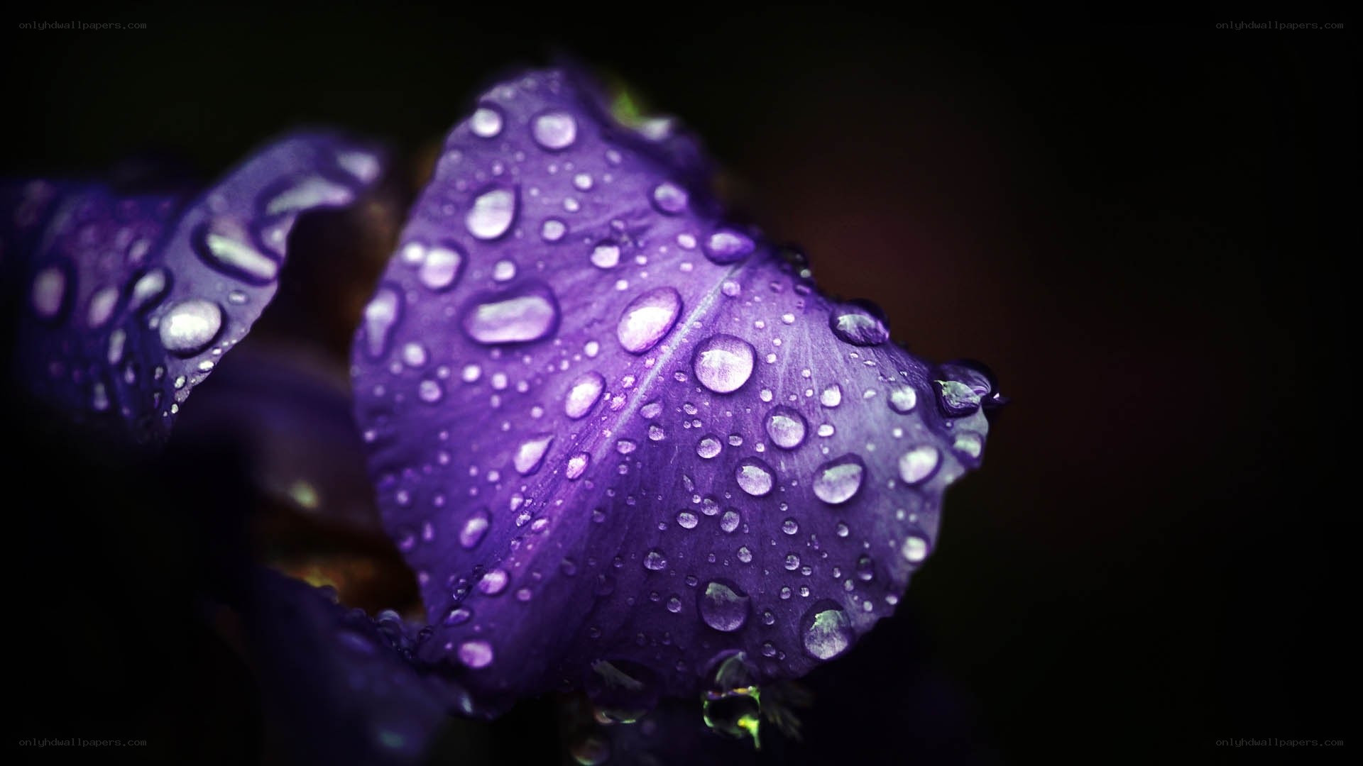 Purple flower with water droplets