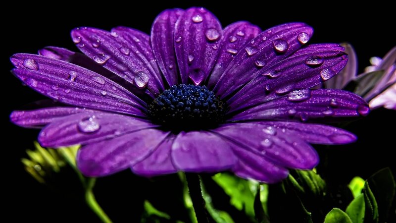 Purple flower with water droplets