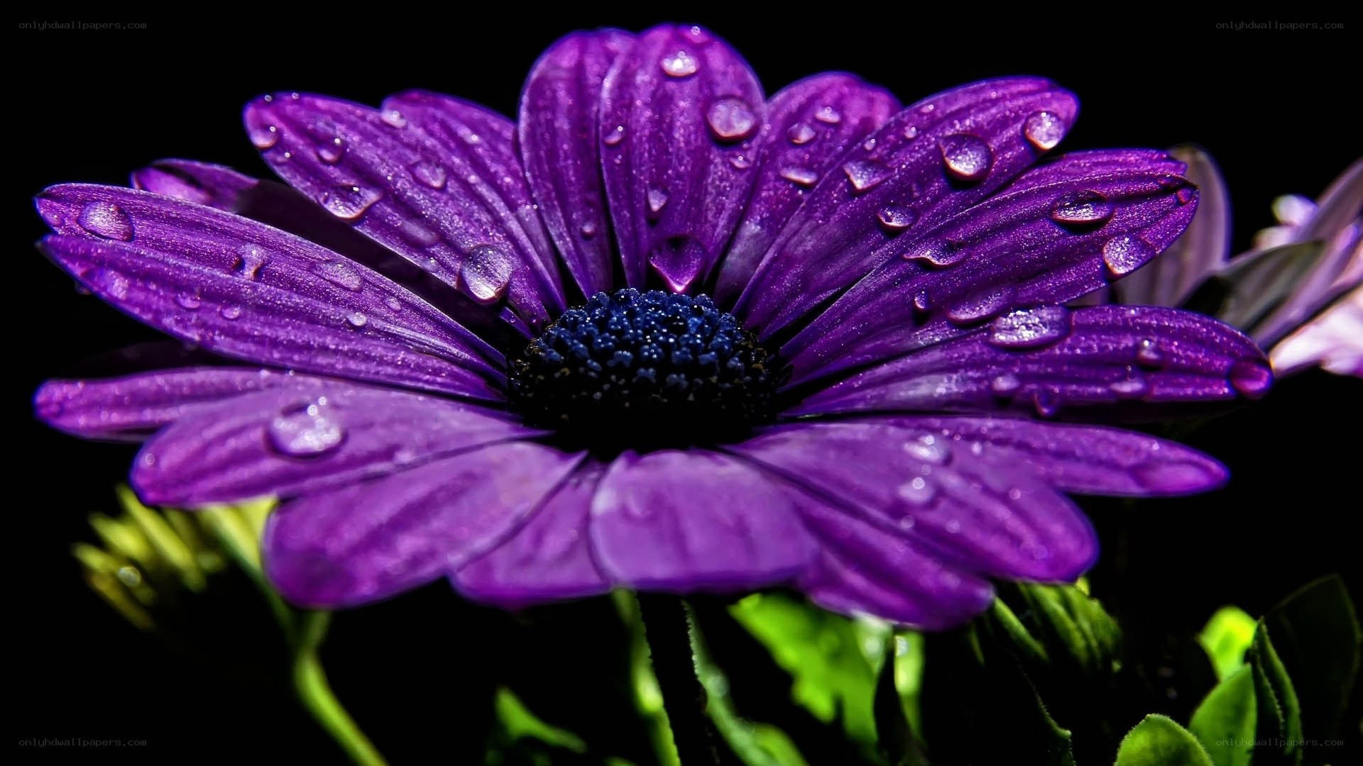 Purple flower with water droplets