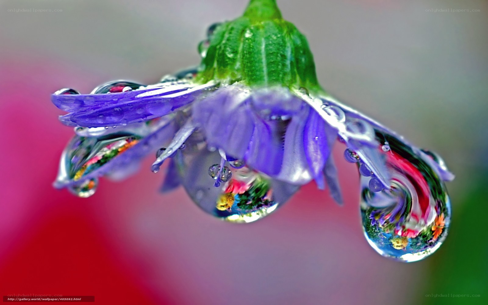 Purple flower with water droplets