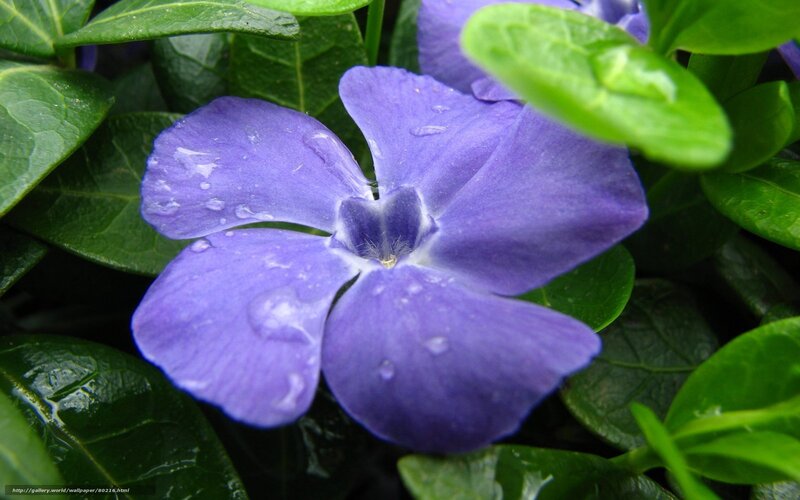 purple flower with water droplets