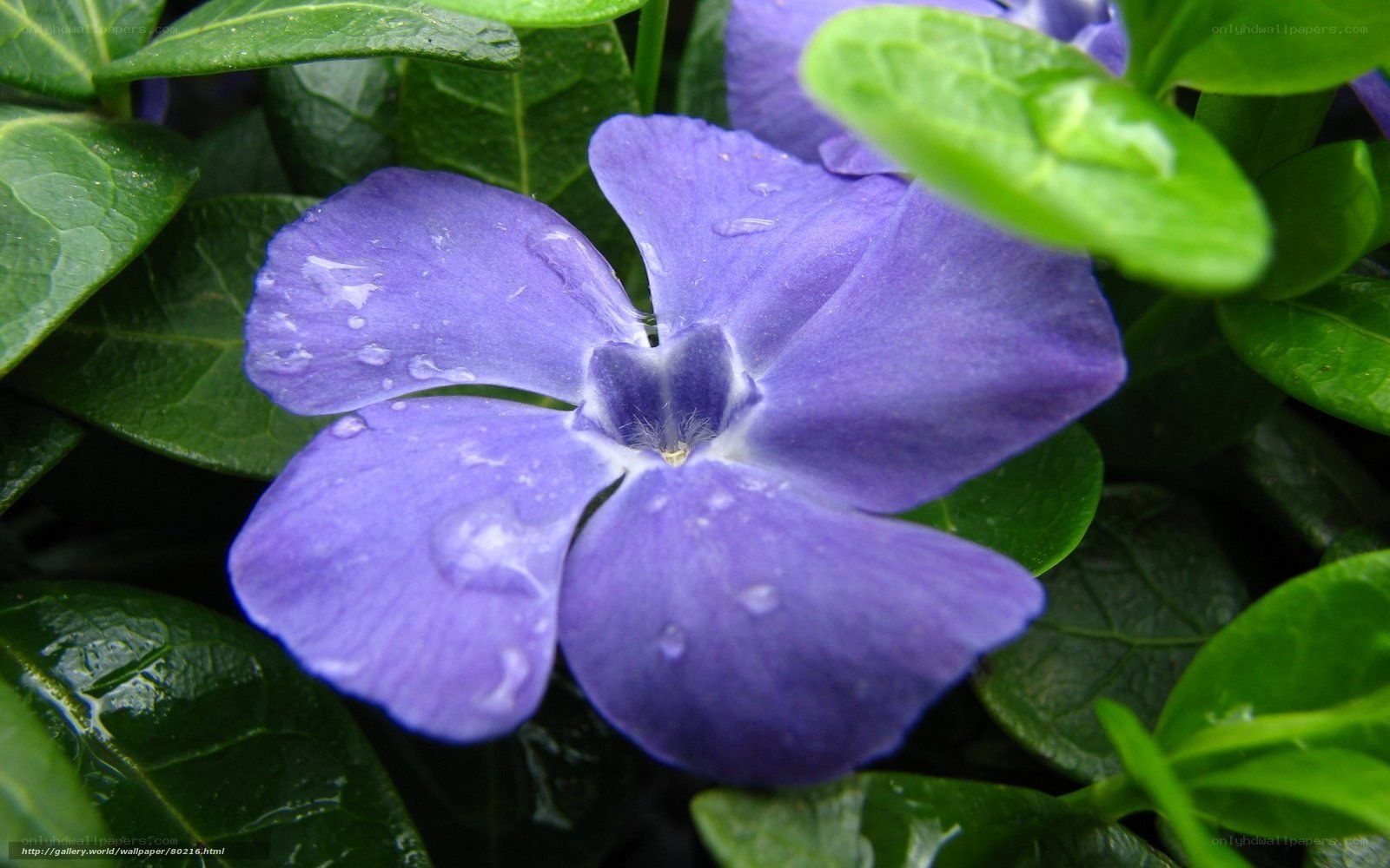 purple flower with water droplets