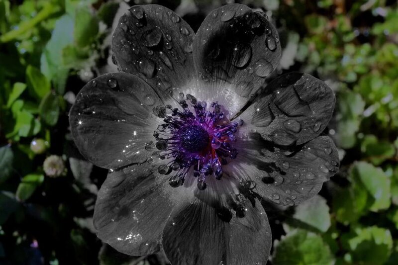 purple flower with water droplets