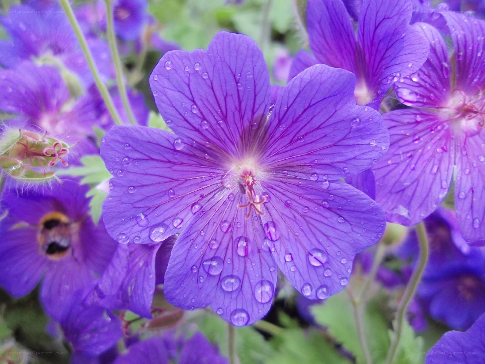 Purple flower with water droplets