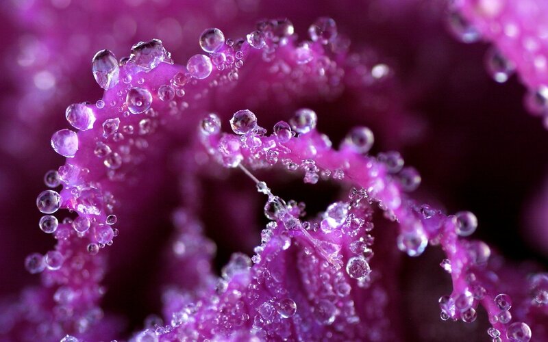 Purple flower with water droplets