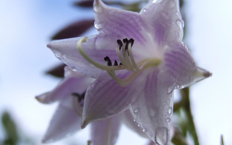 purple flower with water droplets