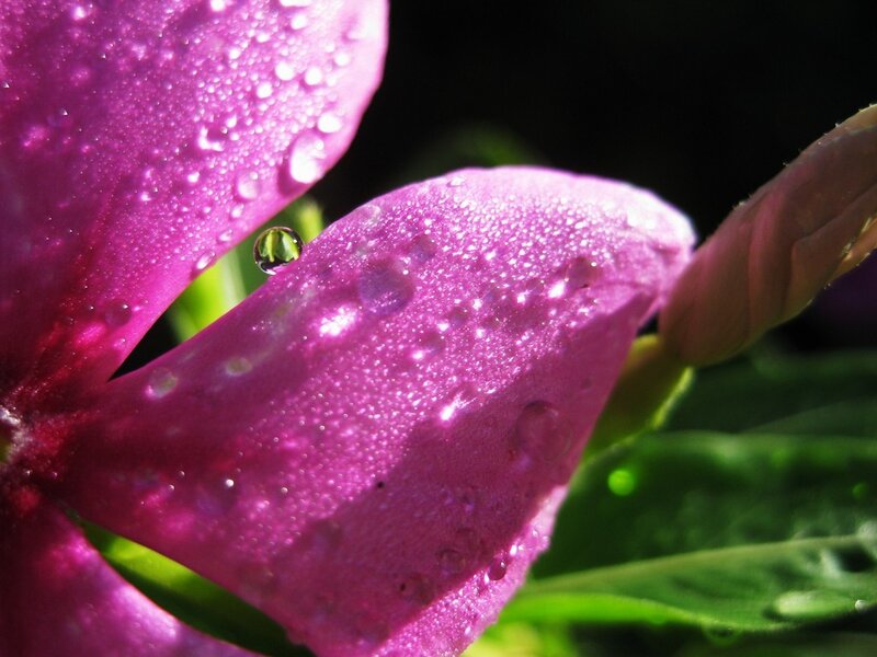 Purple flower with water droplets