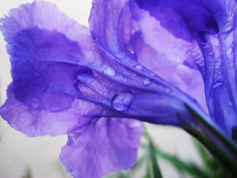 purple flower with water droplets