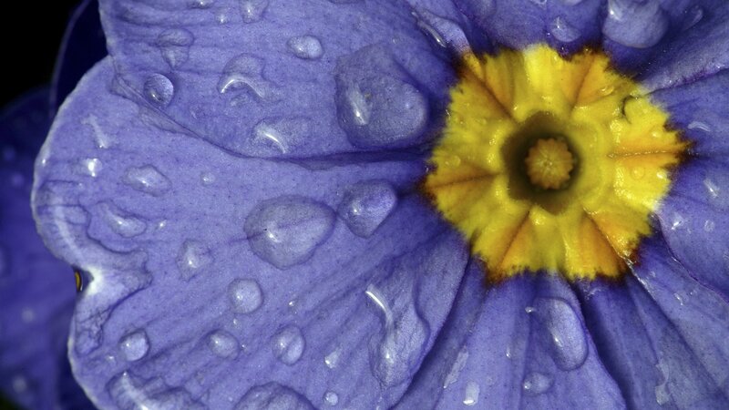 purple flower with water droplets