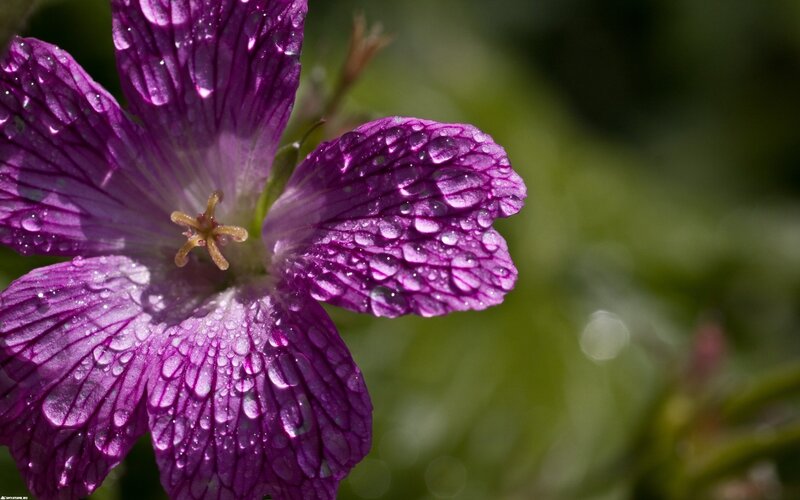 purple flower with water droplets