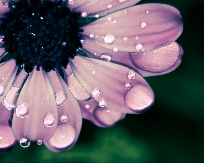 Purple flower with water droplets