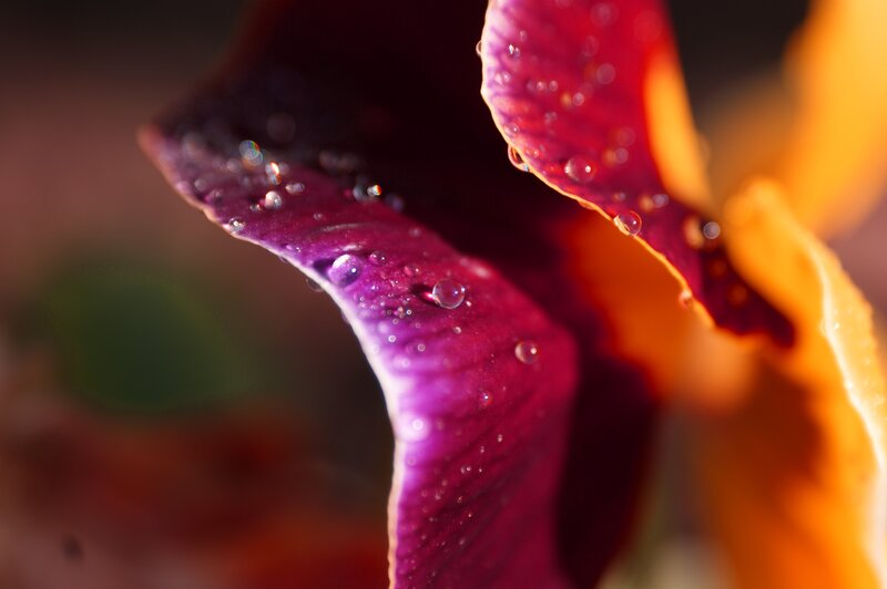 Purple flower with water droplets