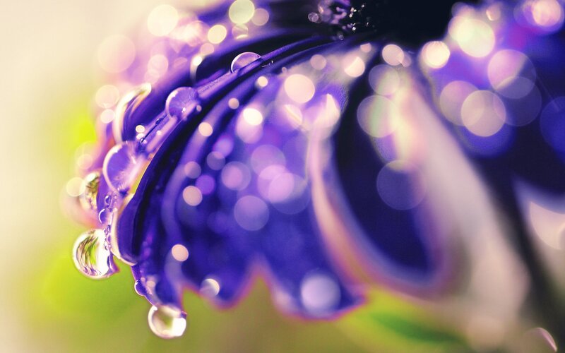 Purple flower with water droplets