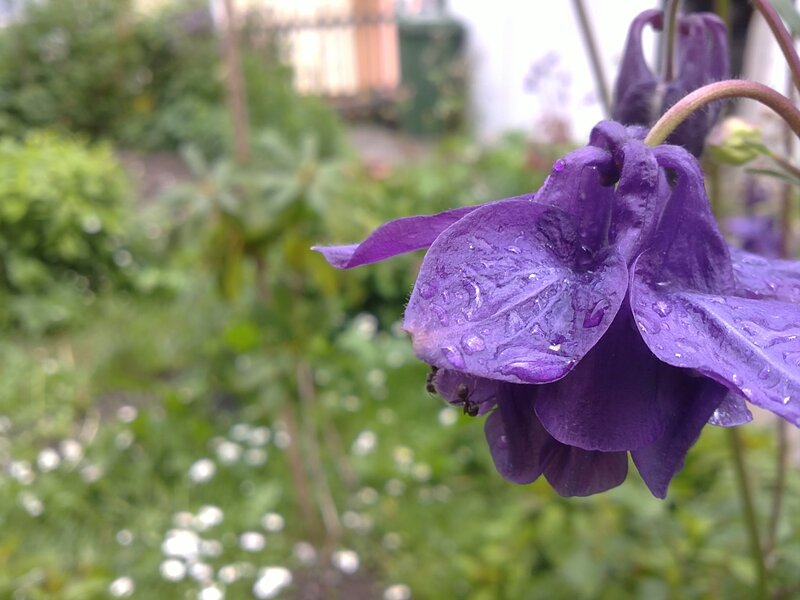 purple flower with water droplets