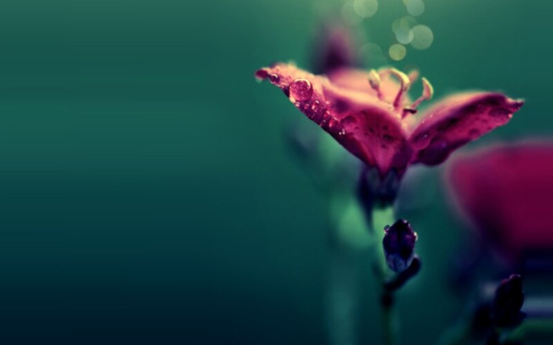 purple flower with water droplets