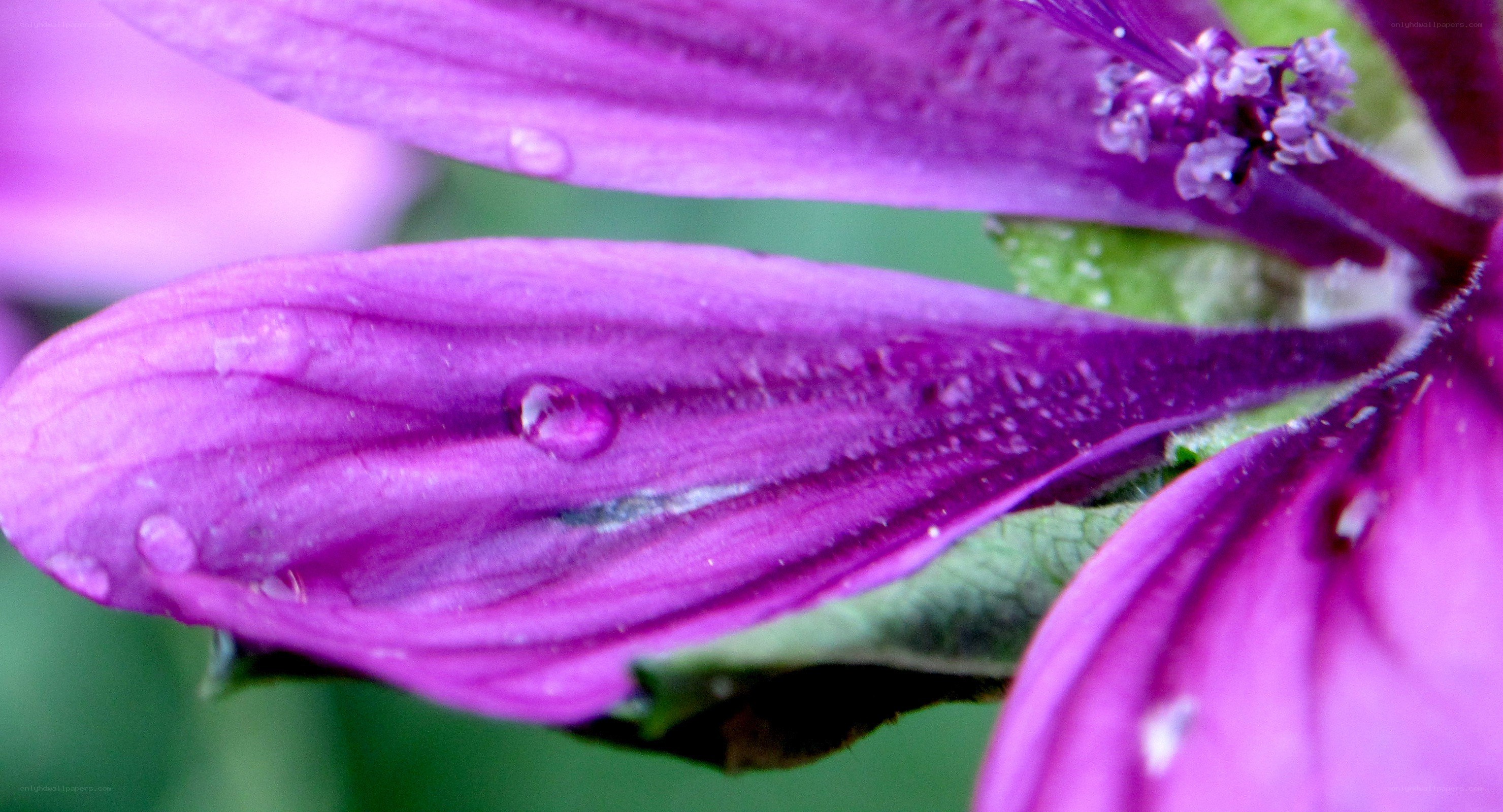 purple flower with water droplets