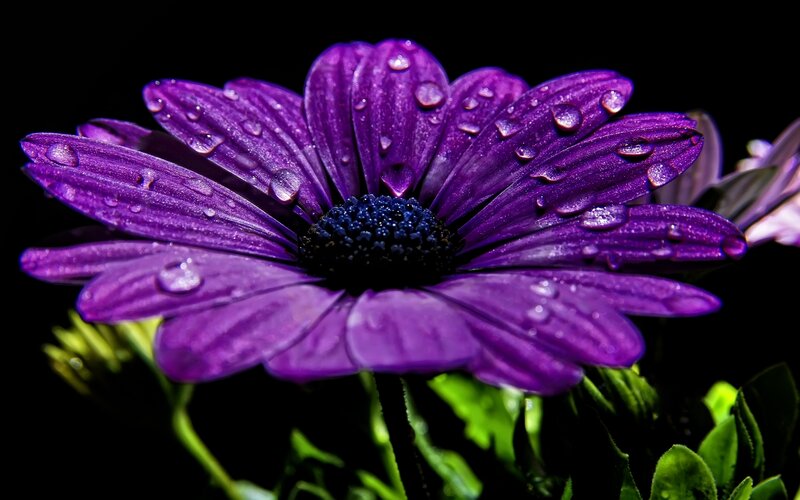 Purple flower with water droplets