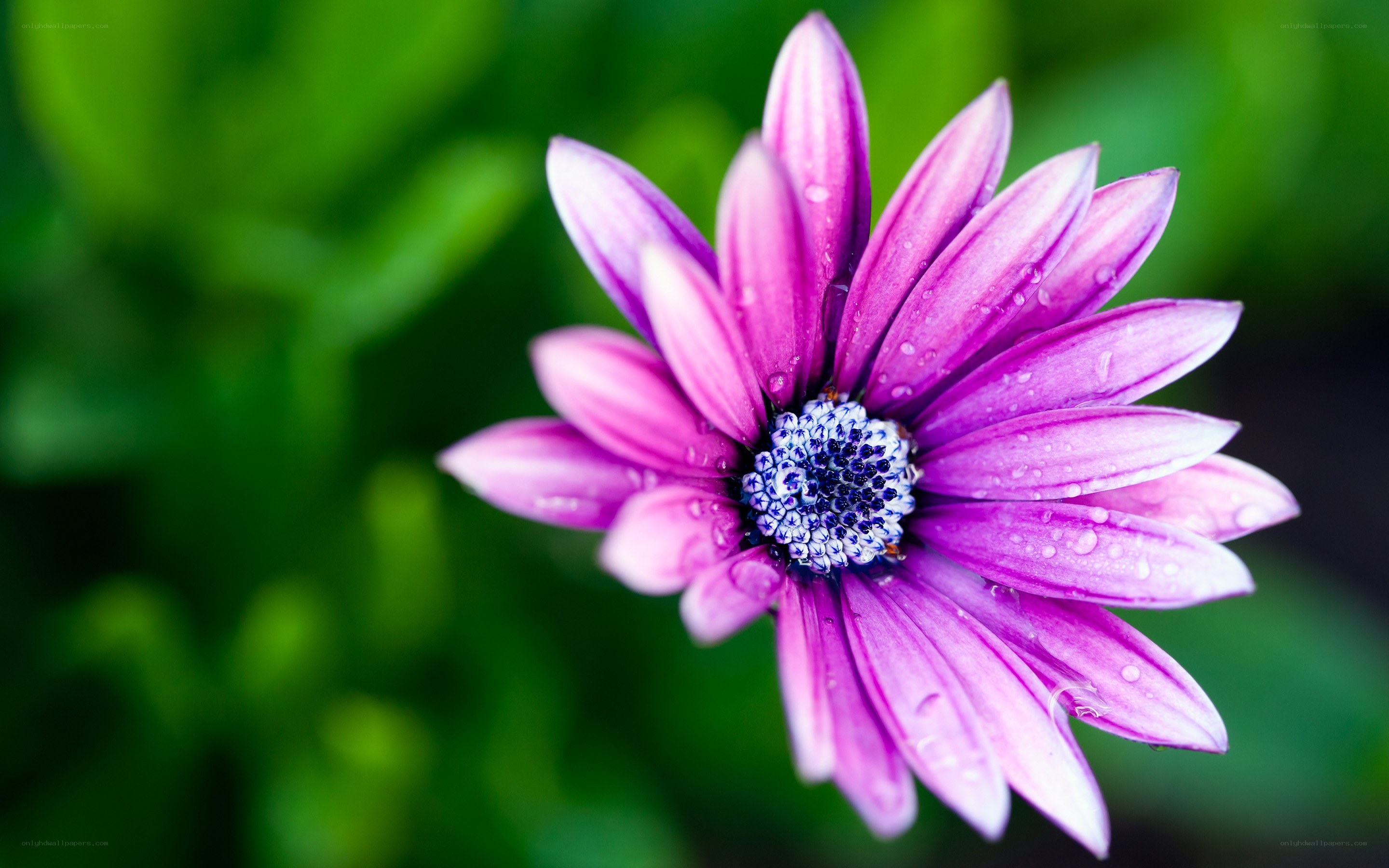 purple flower with water droplets