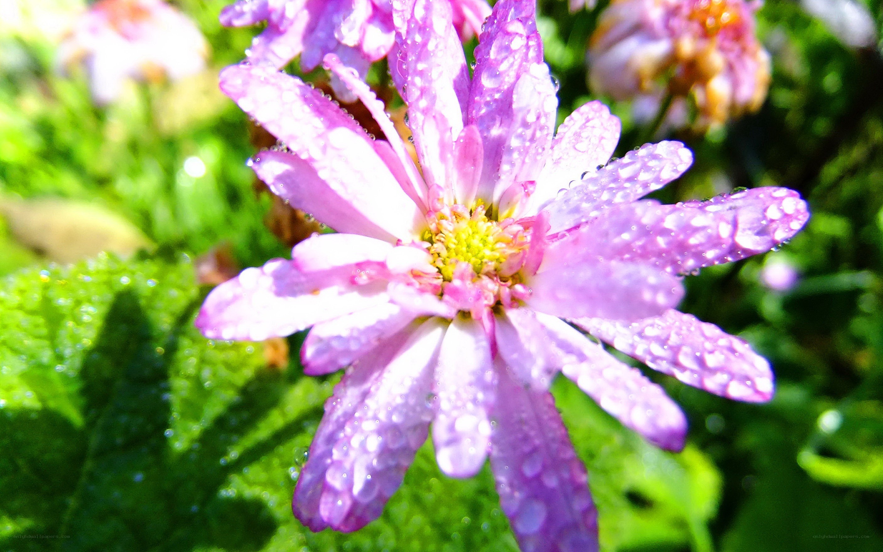 Purple flower with water droplets