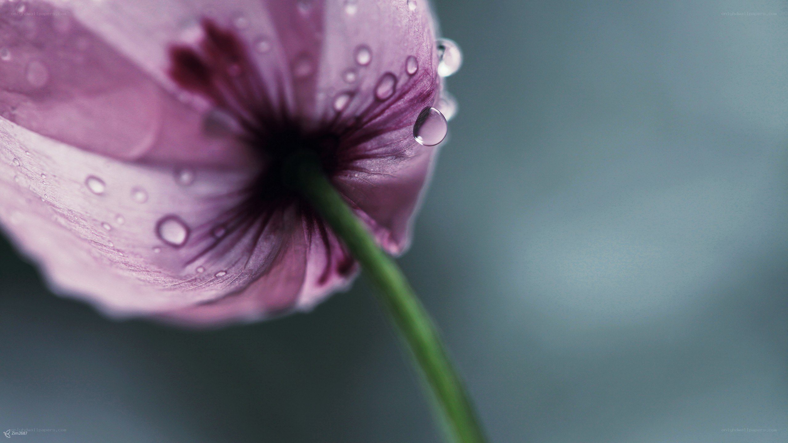 purple flower with water droplets