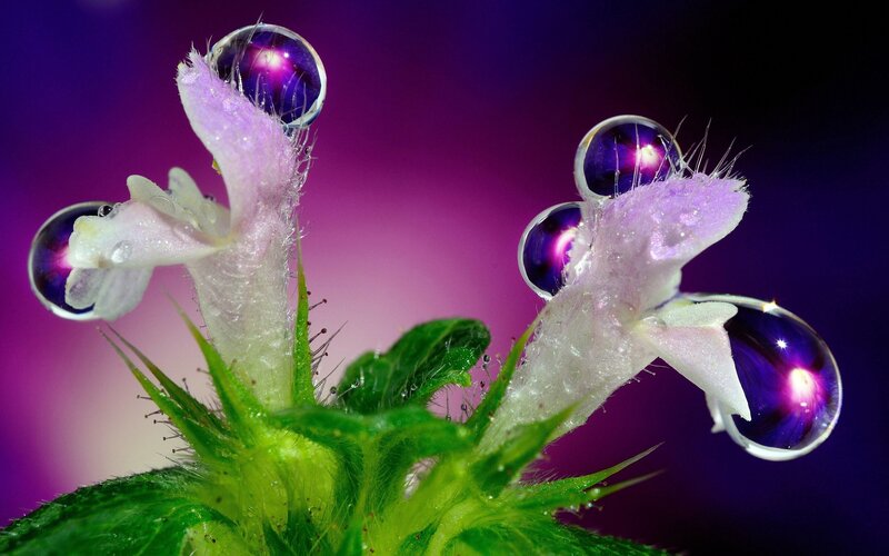 Purple flower with water droplets