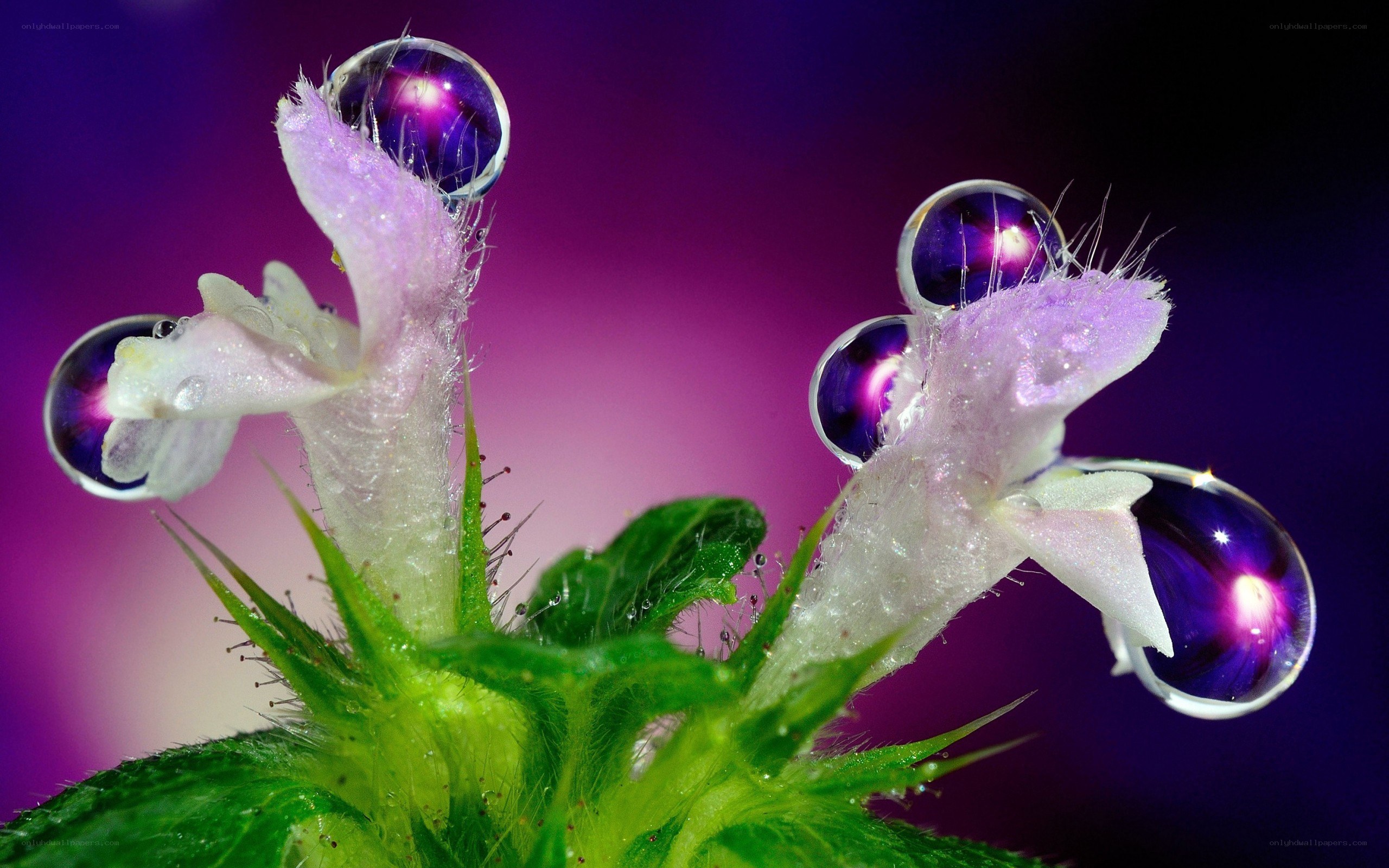Purple flower with water droplets