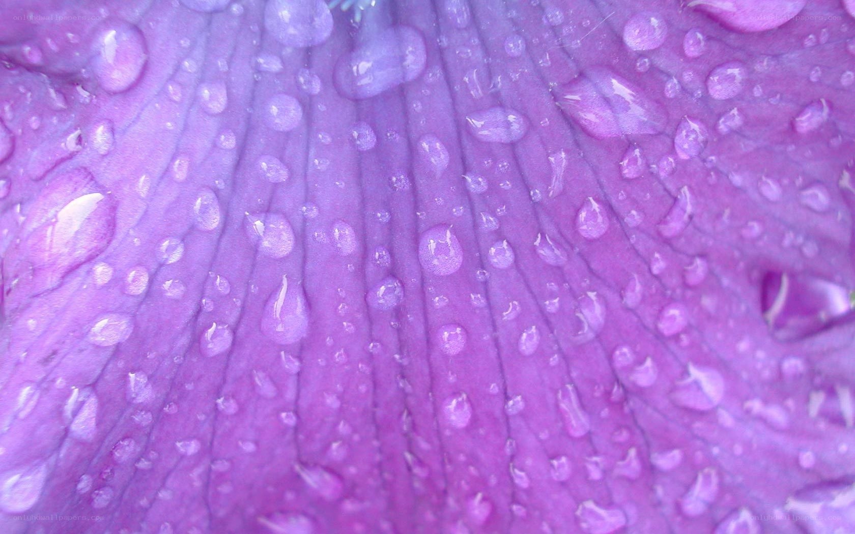 purple flower with water droplets
