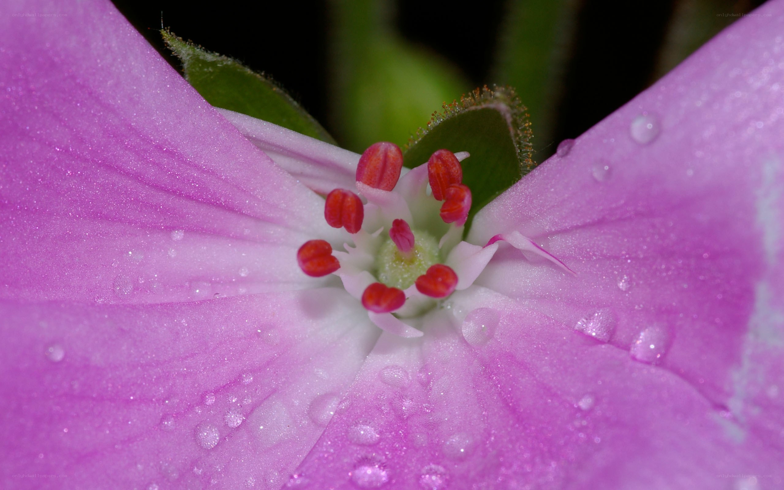 purple flower with water droplets