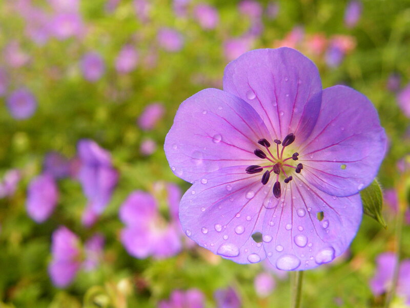 Purple flower with water droplets