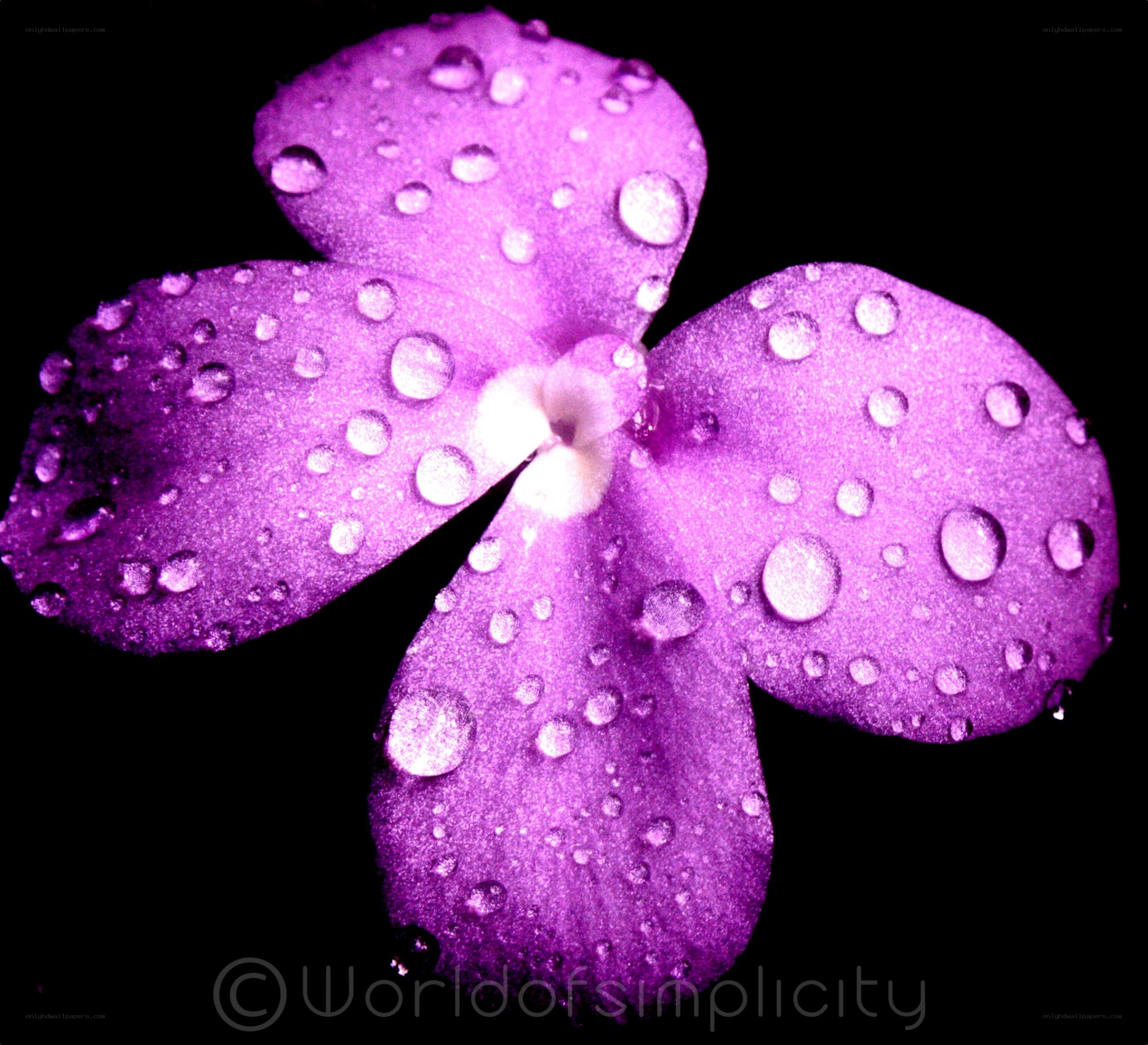 Purple flower with water droplets