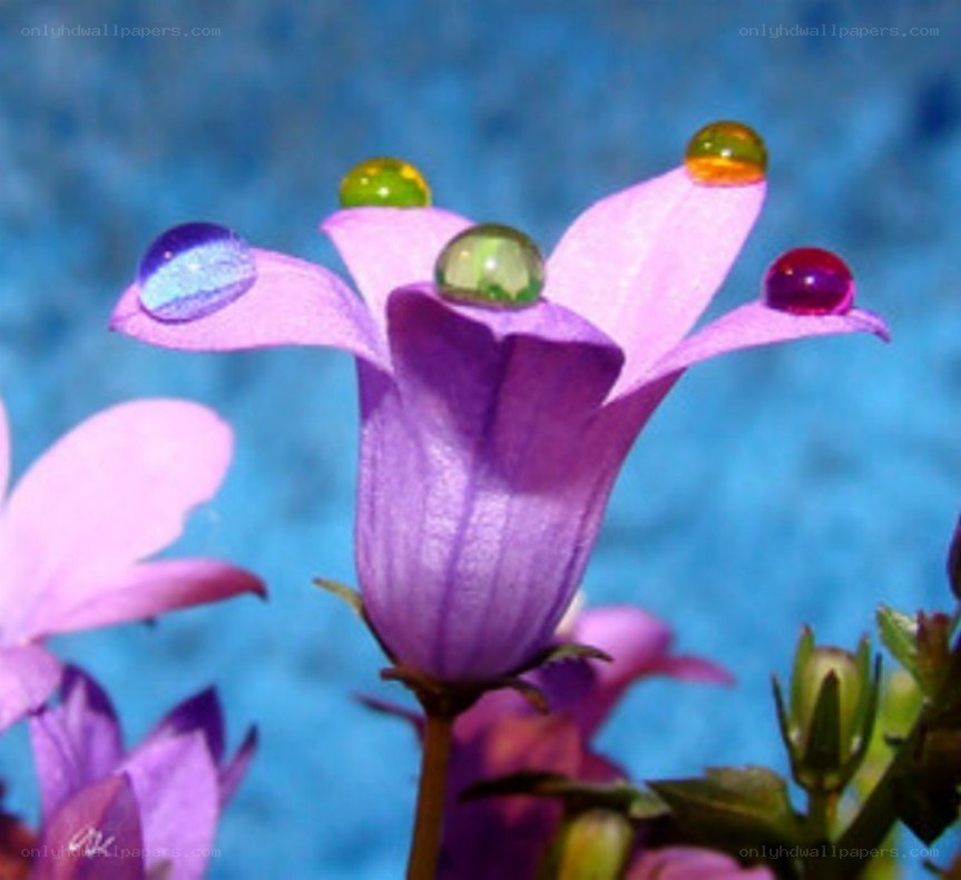 Purple flower with water droplets