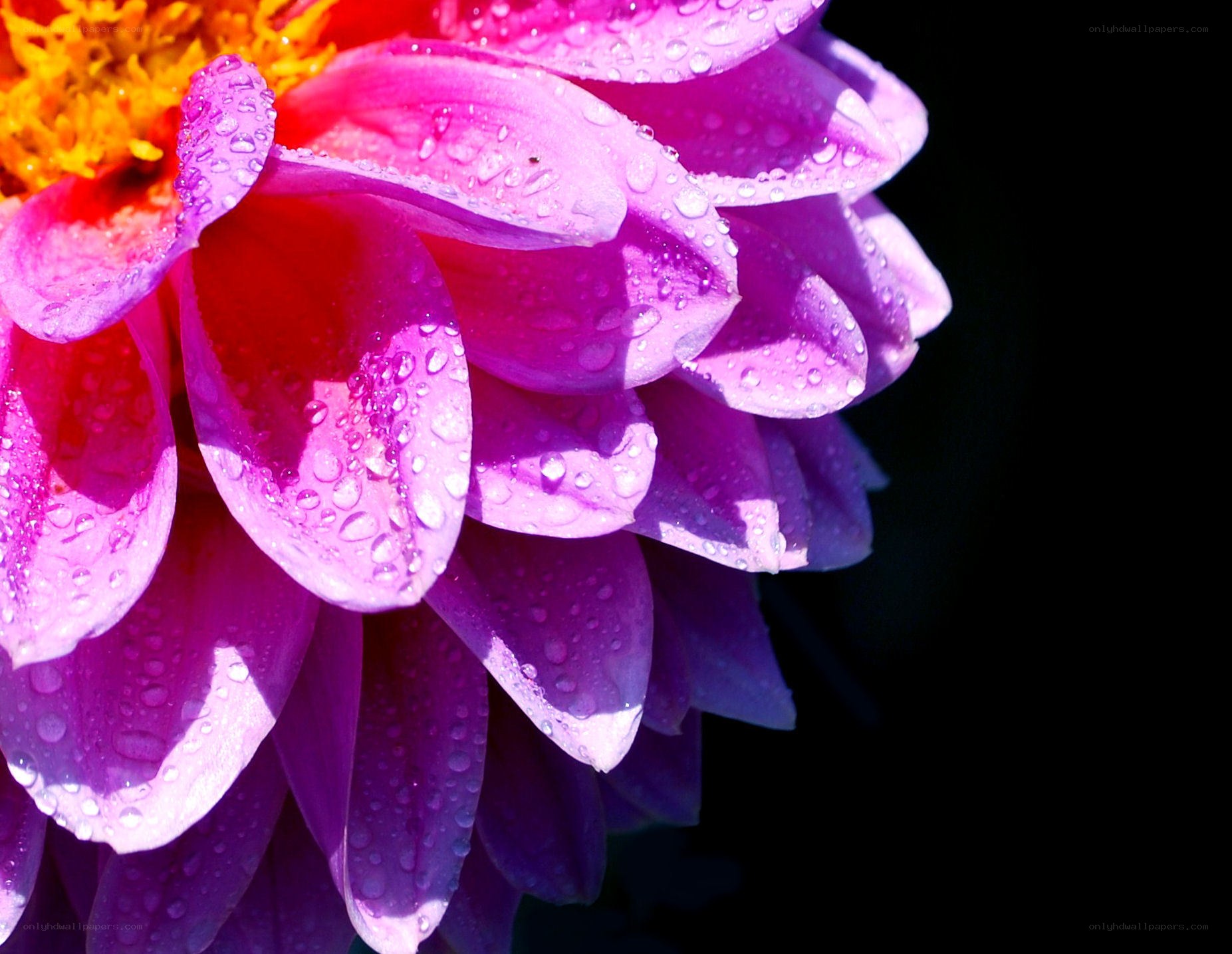 Purple flower with water droplets