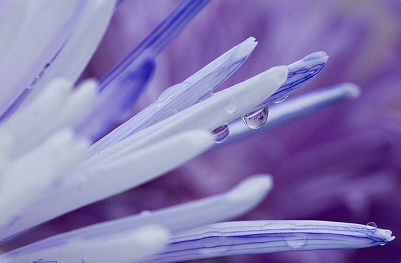 Purple flower with water droplets