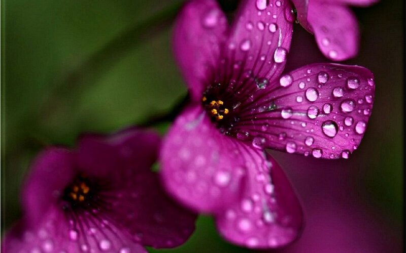 purple flower with water droplets