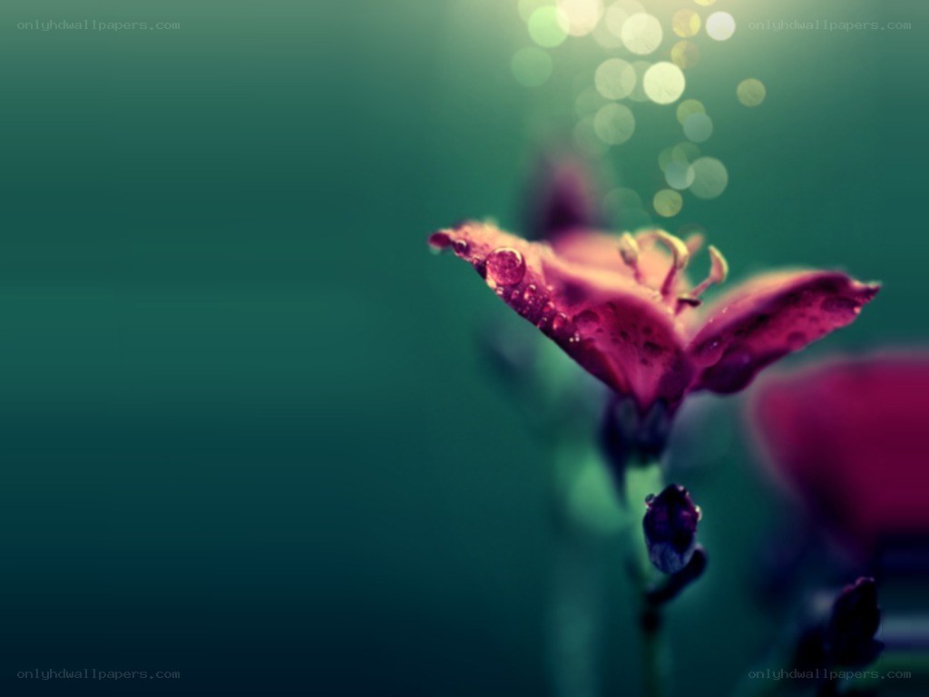 purple flower with water droplets