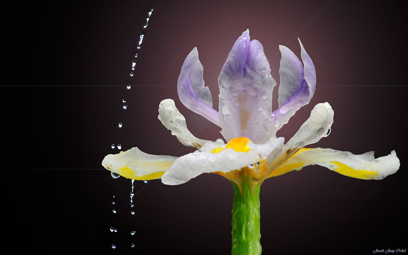 Purple flower with water droplets